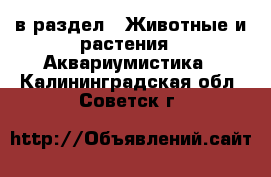  в раздел : Животные и растения » Аквариумистика . Калининградская обл.,Советск г.